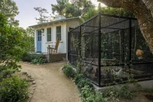 Tiny white cottage with blue door next to black metal chicken coop in sandy garden with lush vegetation